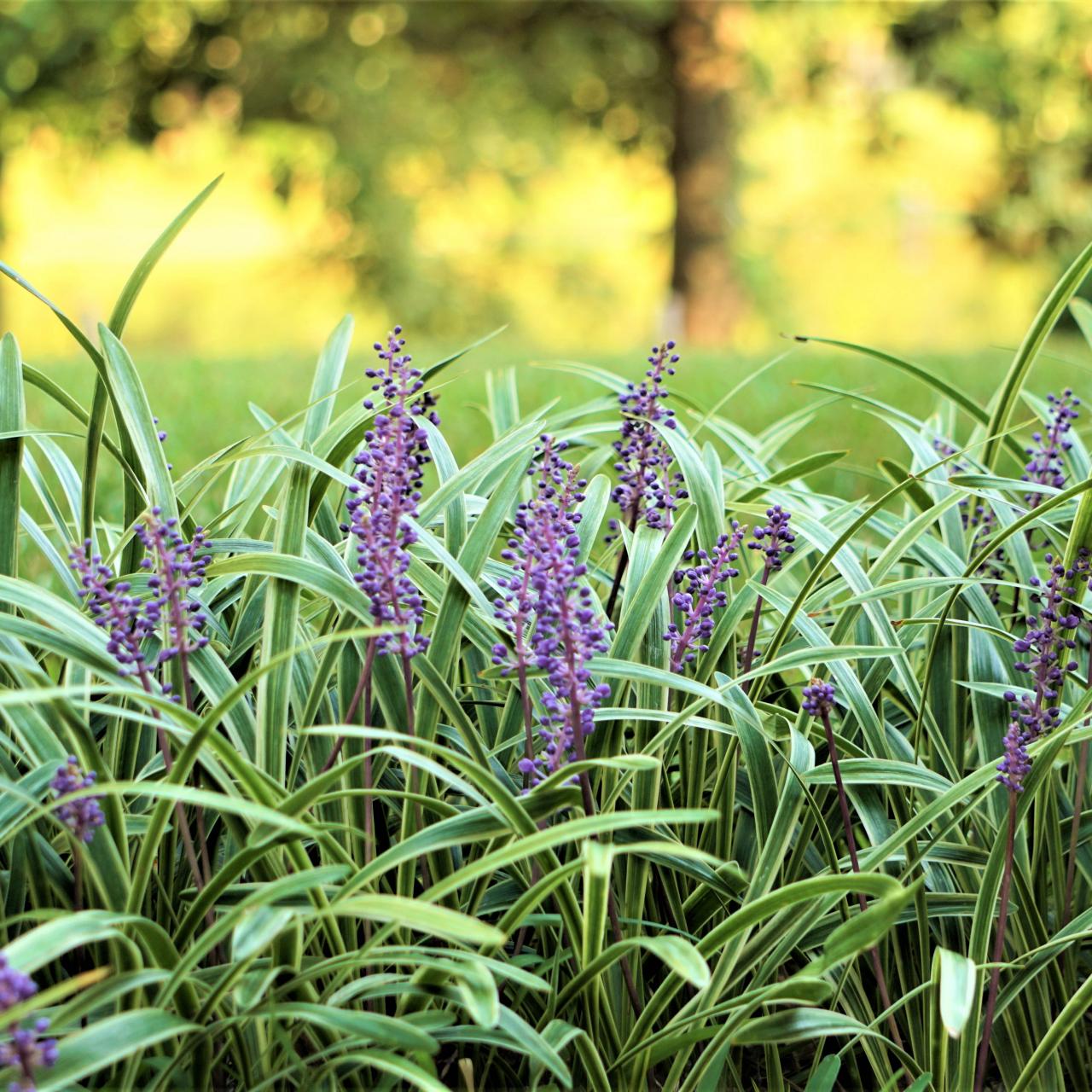 monkey lily flower Liriope spicata