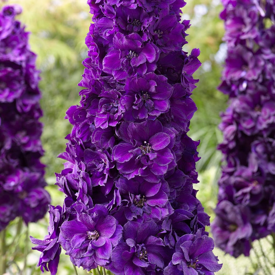 Paramo Black Velvet Delphinium (Larkspur) – Southern Idaho