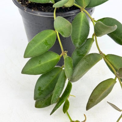 green jade wax plant - hoya Hoya bilobata (Wax Plant)