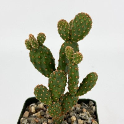 succulent spines Opuntia rufida f. minima
