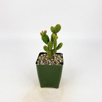 mini prickly pear cactus Opuntia papyracantha, Paper Spine Cactus, Succulent Plant – Southern Idaho Landscape Center