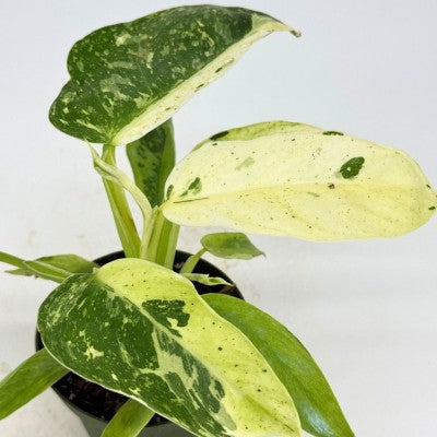 philodendron jose buono mature Philodendron 'Jose Buono Fiesta'