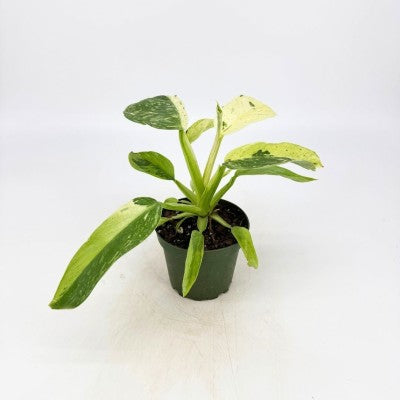 philodendron jose buono variegated Philodendron 'Jose Buono Fiesta'