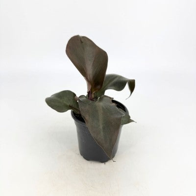 red heart philodendron plant Philodendron 'Red Heart' – Southern Idaho Landscape Center