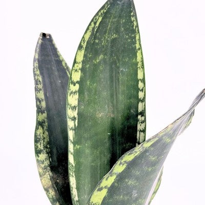 sansevieria green mermaid vs whitney Whitney Snake Plant - Sanseveria - Almost Impossible to kill