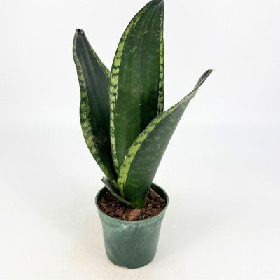 sansevieria whitney silver flame Whitney Snake Plant - Sanseveria - Almost Impossible to kill
