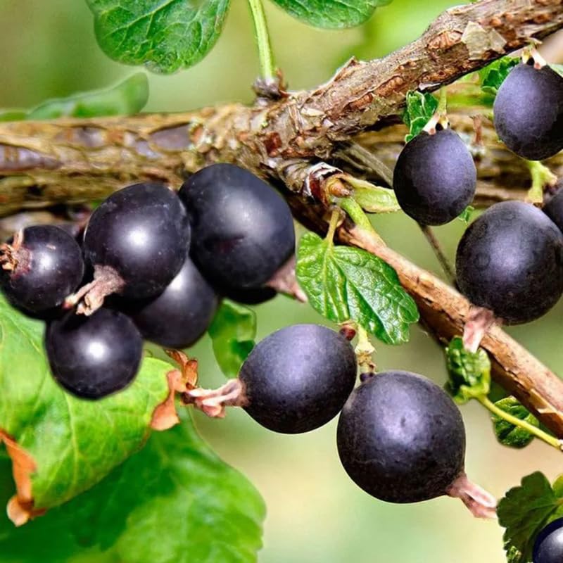 Fruit Tree Saplings – Southern Idaho Landscape Center