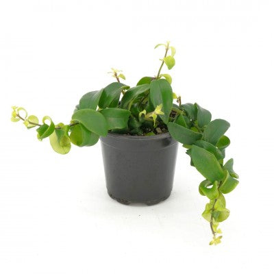 Aeschynanthus radicans 'Rasta' (Curly Lipstick Plant) – Southern Idaho  Landscape Center