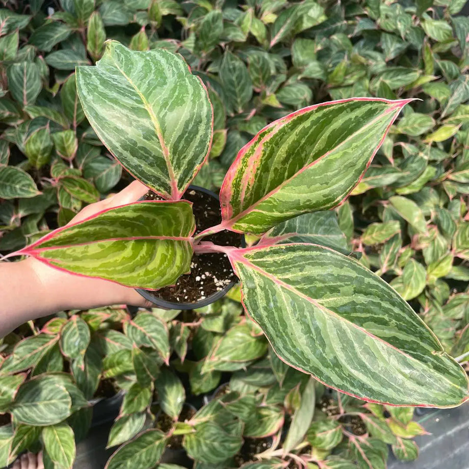 aglaonema mystic marble Aglaonema 'Moonstone Miles' (Chinese Evergreen) – Southern Idaho Landscape Center
