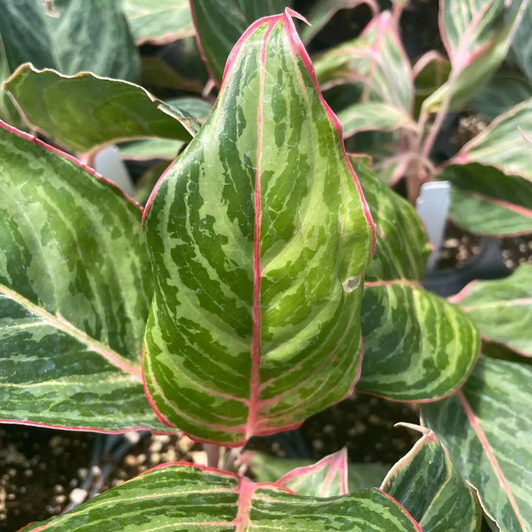 aglaonema moonstone miles Aglaonema ‘Moonstone Miles’ (Chinese Evergreen)