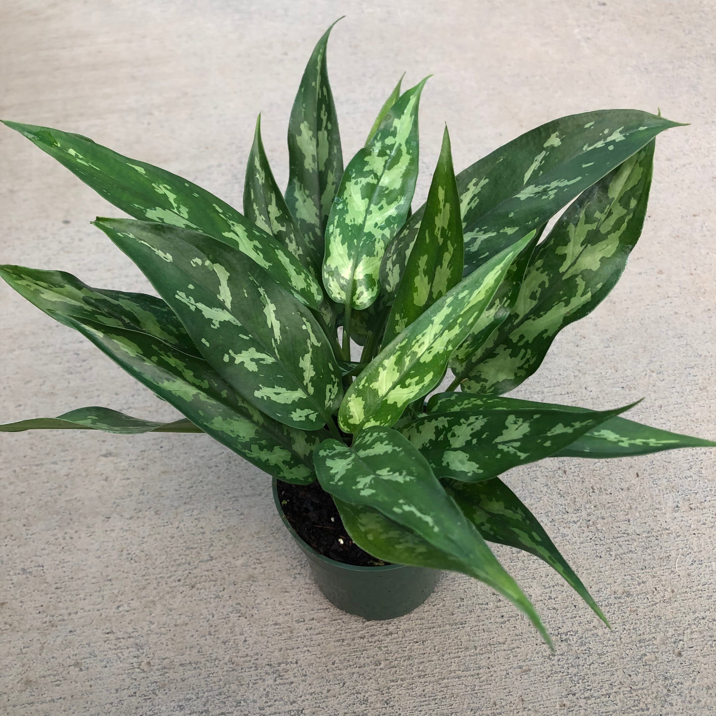 aglaonema green emerald Aglaonema 'Emerald Beauty' (Chinese Evergreen)