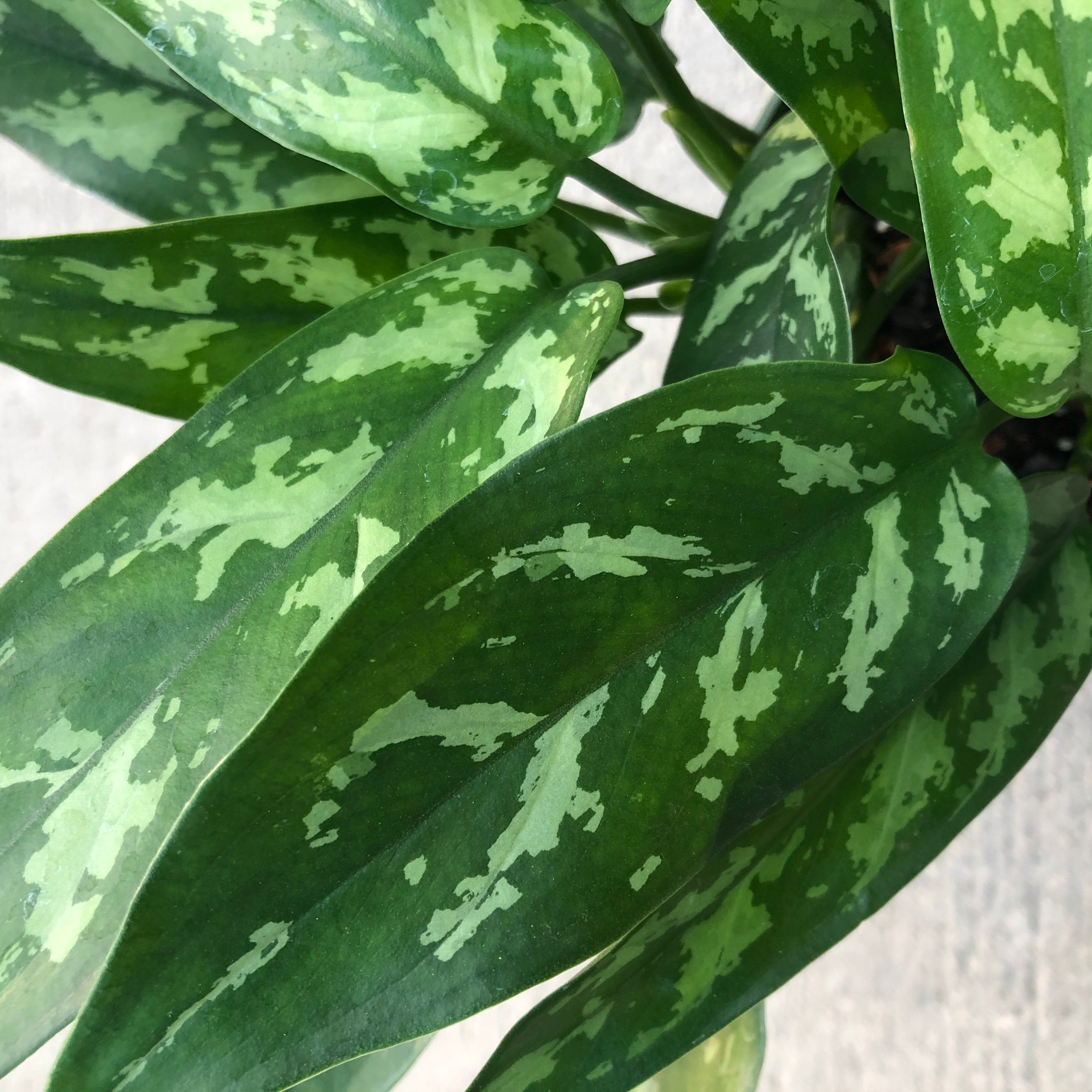 Aglaonema 'Emerald Beauty' (Chinese Evergreen) – Southern Idaho Landscape  Center