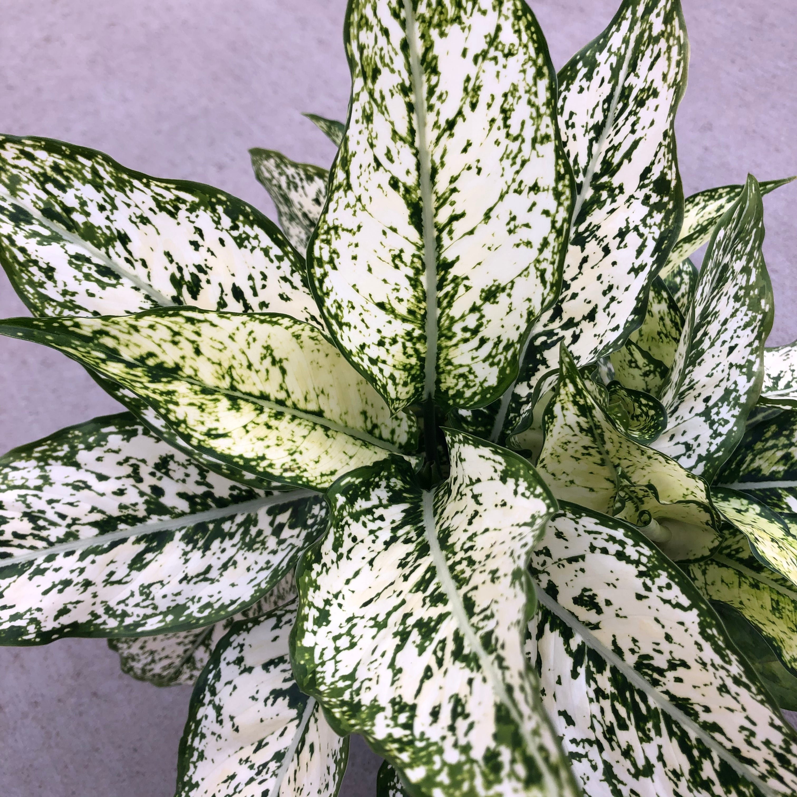 aglaonema mondo Aglaonema 'First Diamond' (Chinese Evergreen) – Southern Idaho Landscape Center