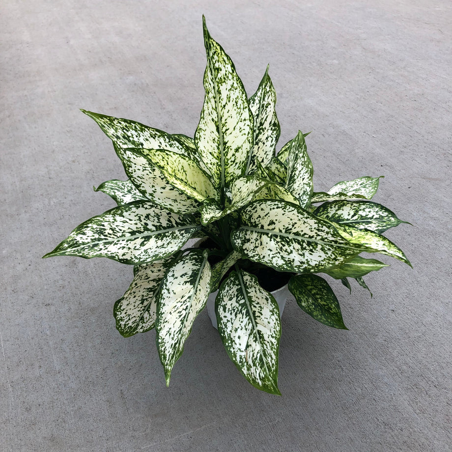 Aglaonema 'First Diamond' (Chinese Evergreen) – Southern Idaho Landscape  Center