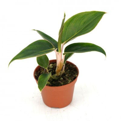 aglaonema moonstone miles Aglaonema 'Khanza' (Chinese Evergreen) – Southern Idaho Landscape Center