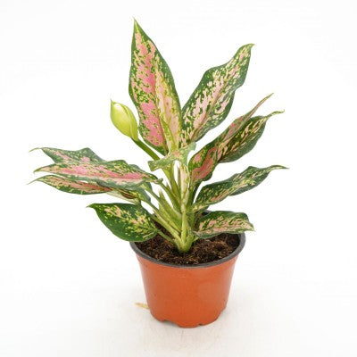 aglaonema lady valentine scientific name Aglaonema 'Lady Valentine' (Chinese Evergreen) – Southern Idaho Landscape Center