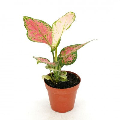 aglaonema ruby Aglaonema ‘Ruby Ray’ (Chinese Evergreen)