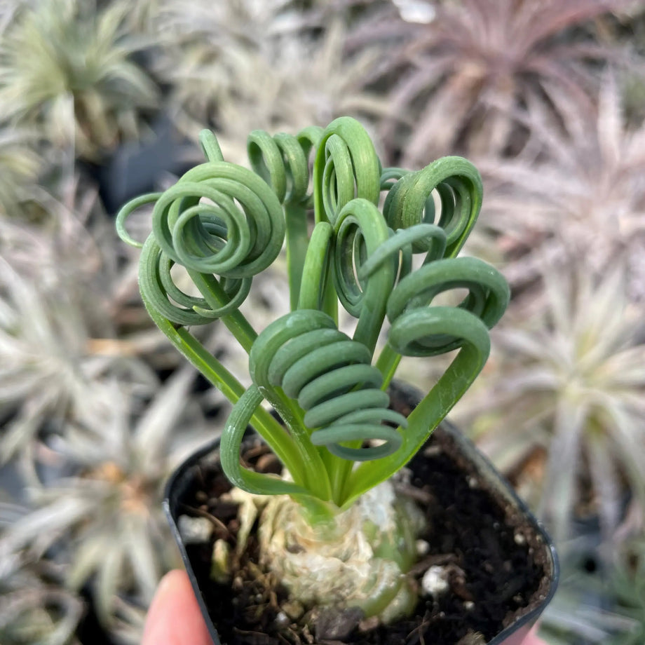 Albuca spiralis 'Frizzle Sizzle' (Corkscrew Albuca) – Southern Idaho  Landscape Center
