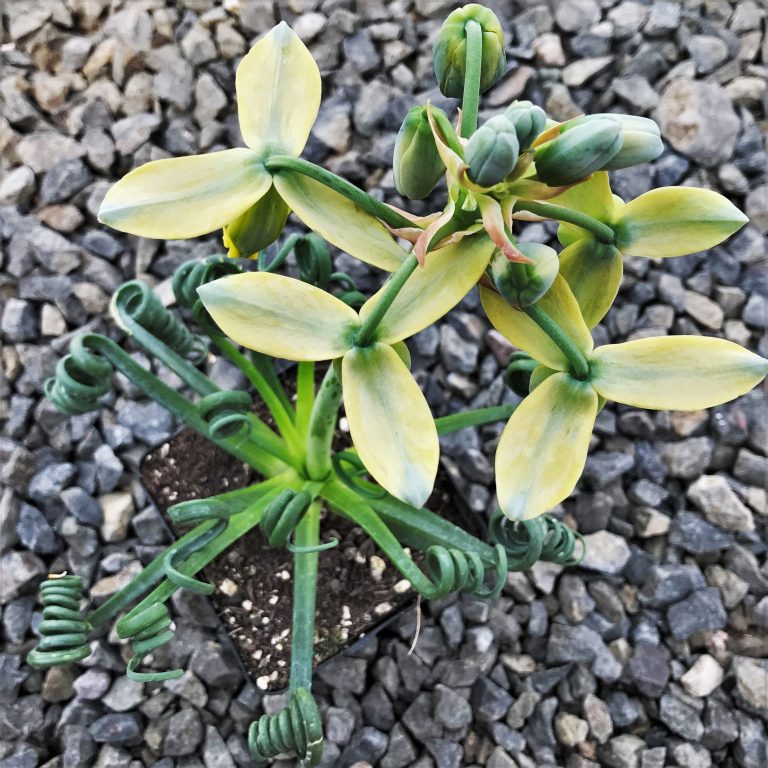 albuca spiralis frizzle sizzle succulent Albuca spiralis 'Frizzle Sizzle' (Corkscrew Albuca) – Southern Idaho Landscape Center