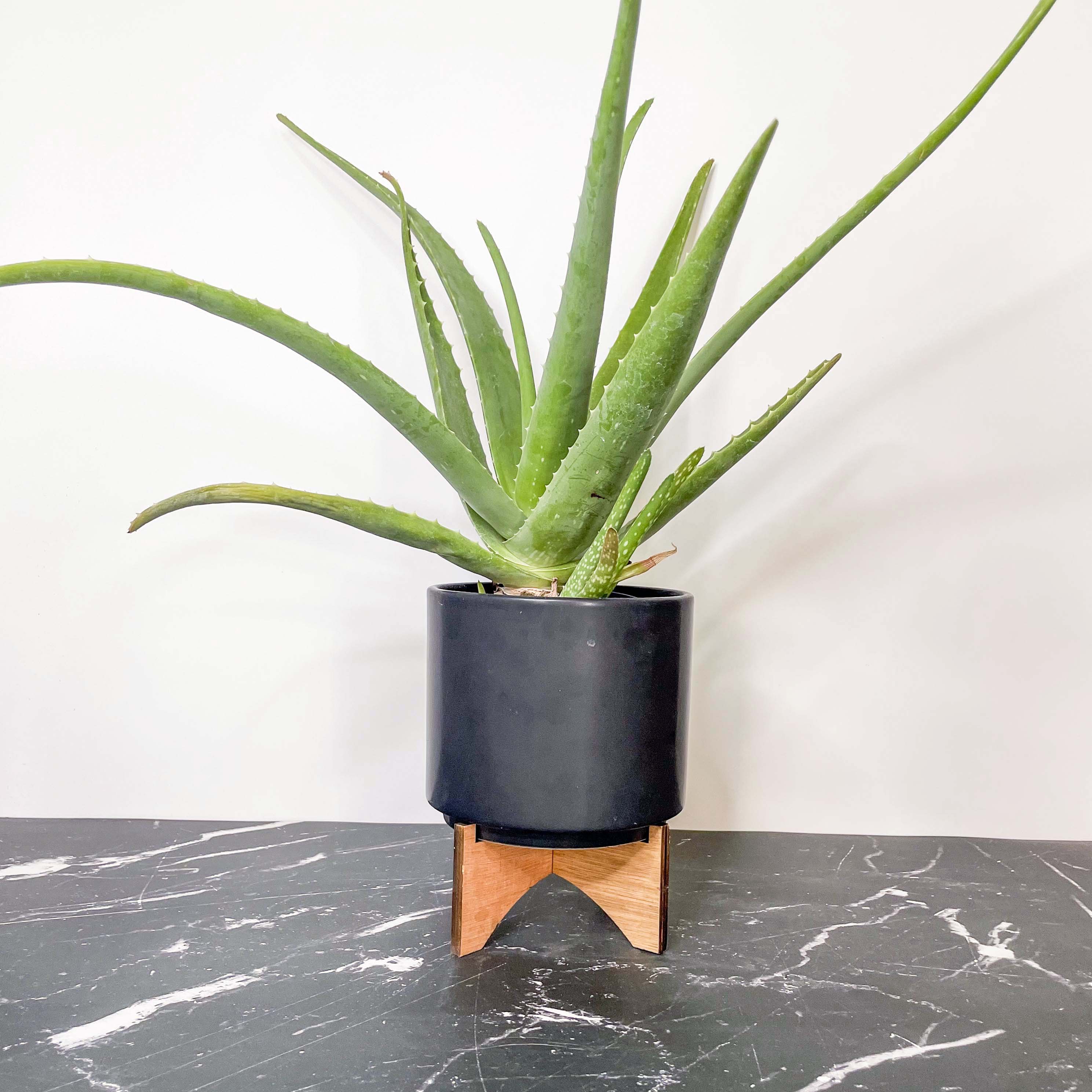 aloe vera plant louisville ky Aloe vera – Southern Idaho Landscape Center