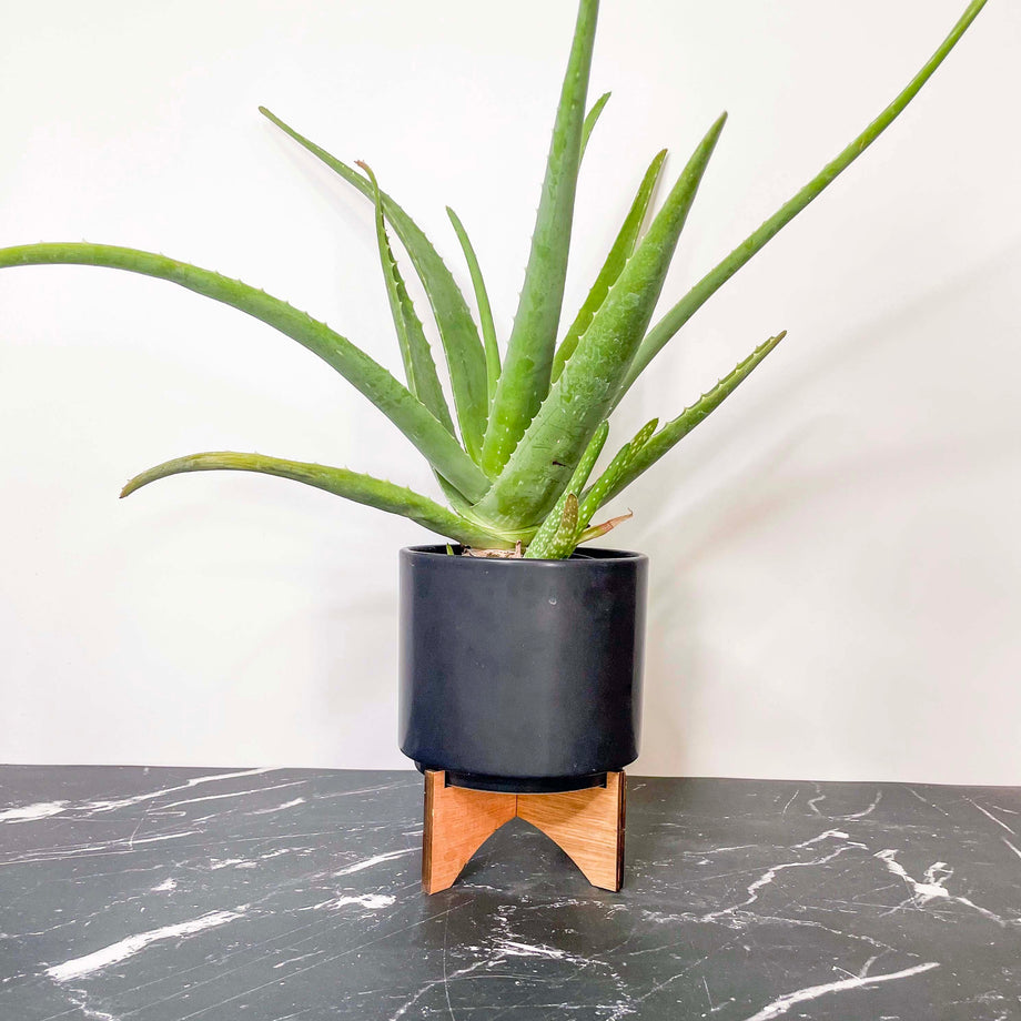 aloe vera gel plant near me Aloe vera – Southern Idaho Landscape Center