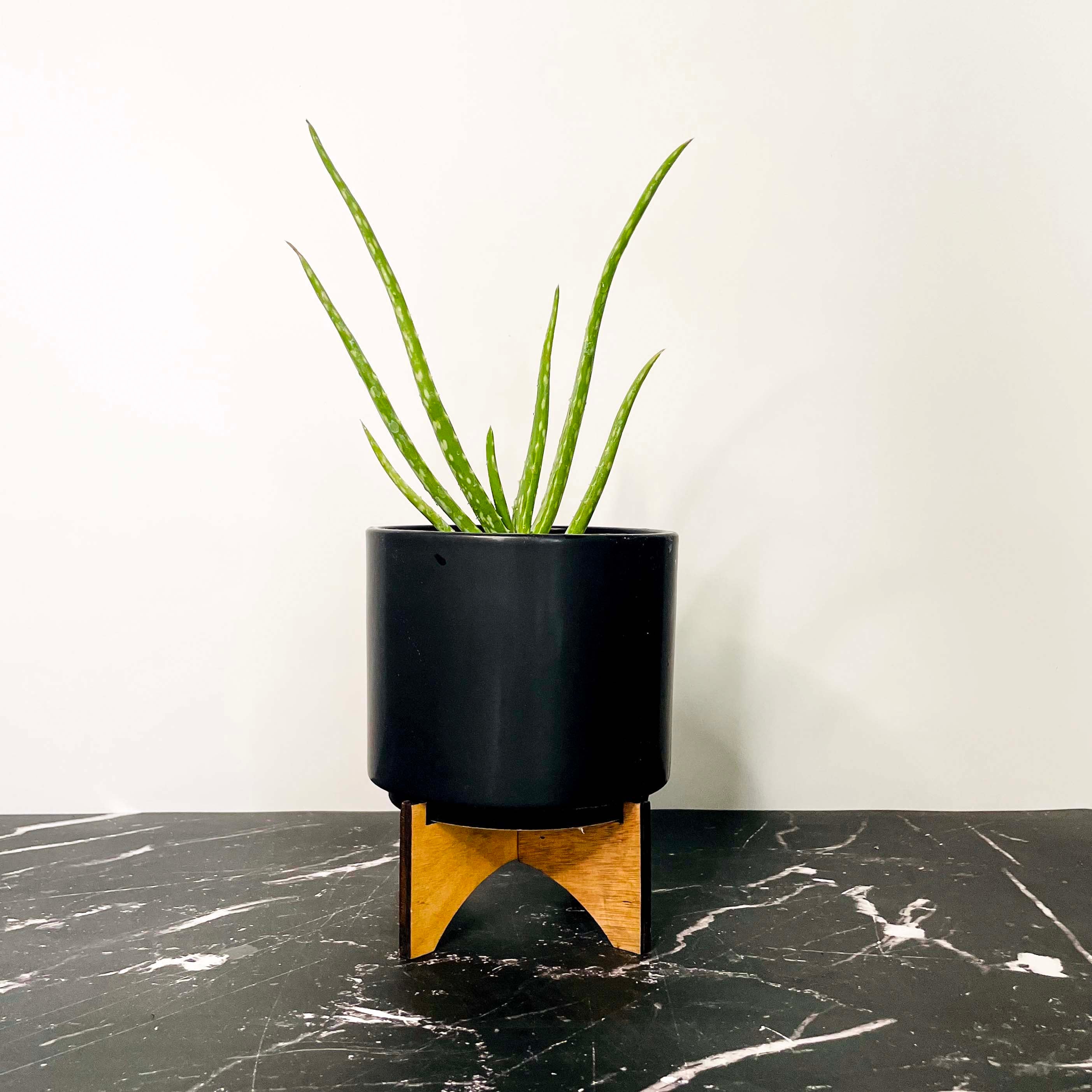 Aloe vera