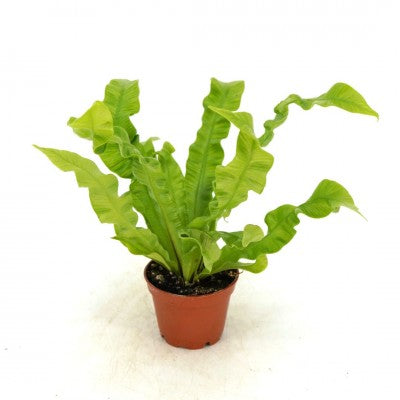 crispy wave fern vs bird's nest Asplenium nidus 'Crispy Wave'