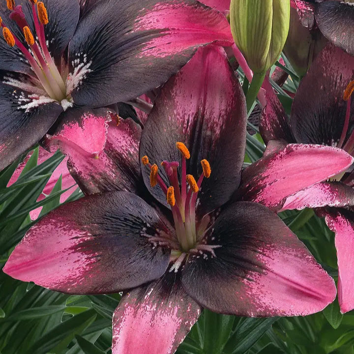 pink asiatic lilies Trendy Santo Domingo Asiatic Lily – Southern Idaho Landscape Center