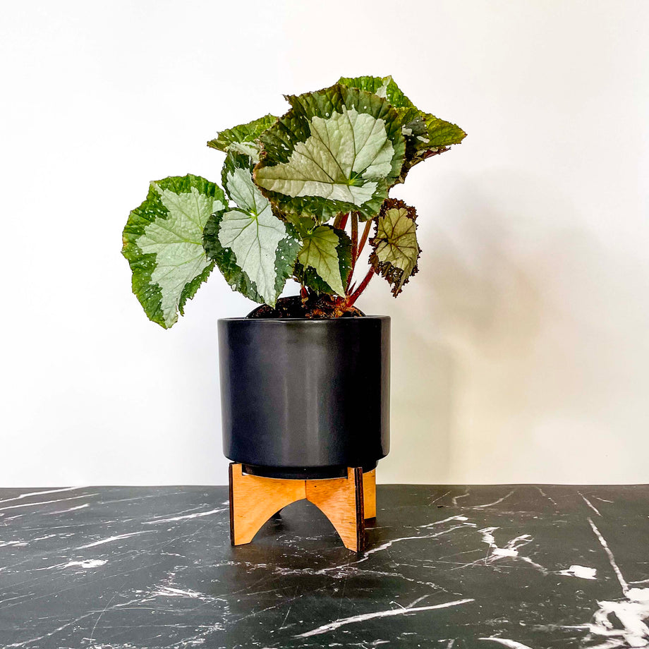 Begonia 'Jurassic Megalo Croc' – Southern Idaho Landscape Center