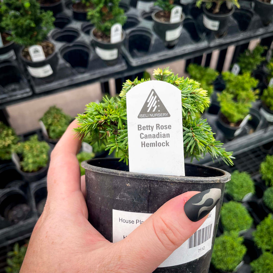 BettyRoseCanadianHemlock2_460x