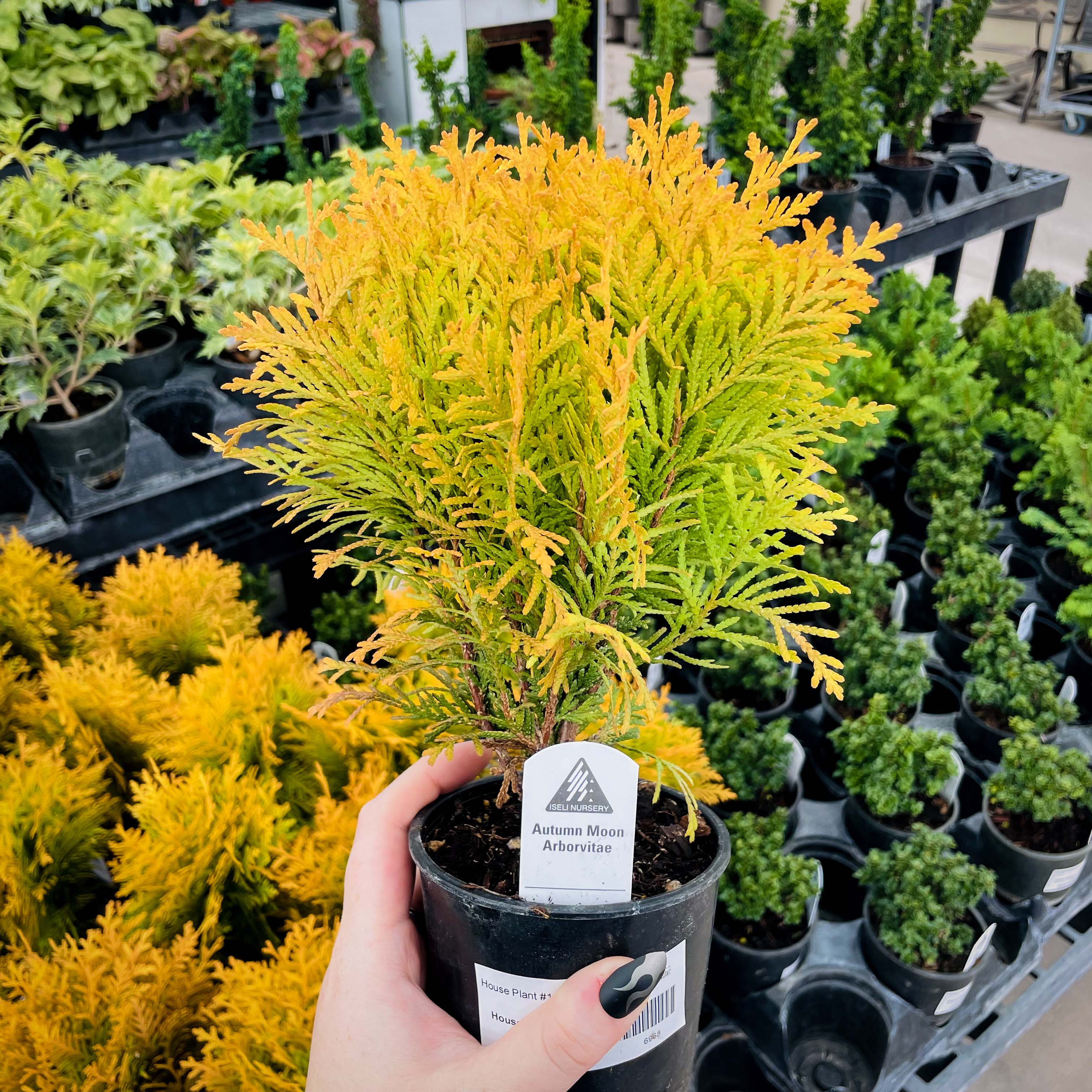 thuja indoor plant Autumn Moon Arborvitae