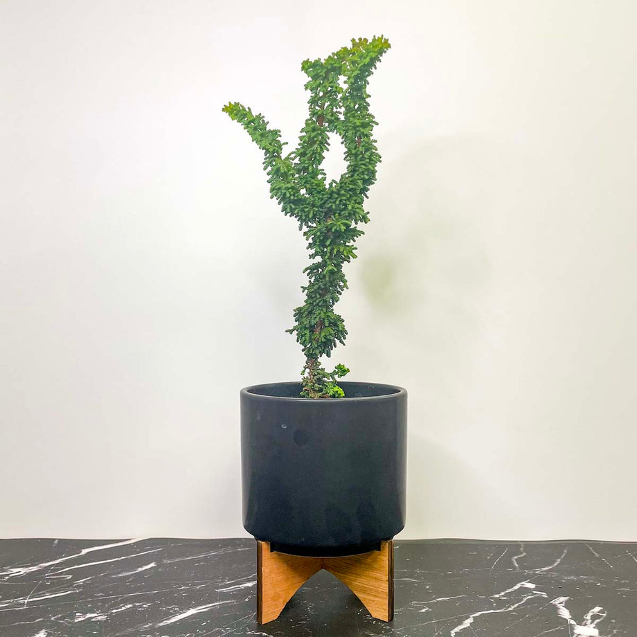 Chirimen Hinoki Cypress- Live Bonsai Starter, 4” Grower's Pot – Southern  Idaho Landscape Center