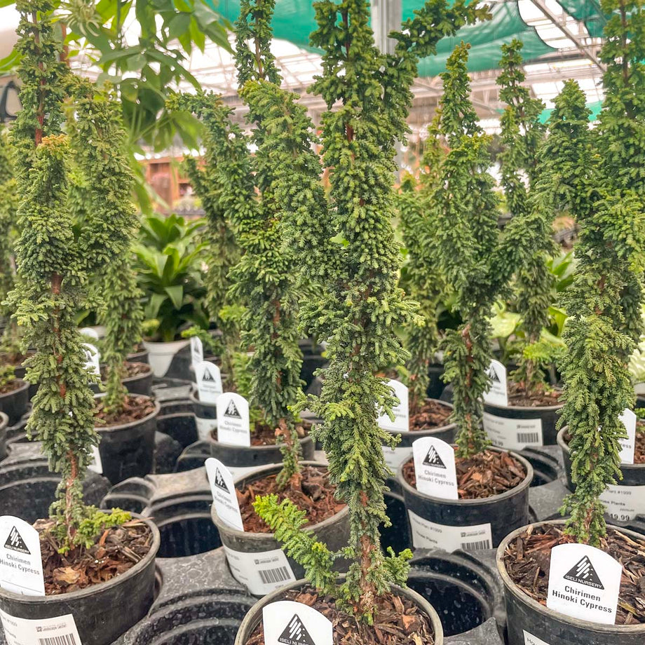 Chirimen Hinoki Cypress- Live Bonsai Starter, 4” Grower's Pot
