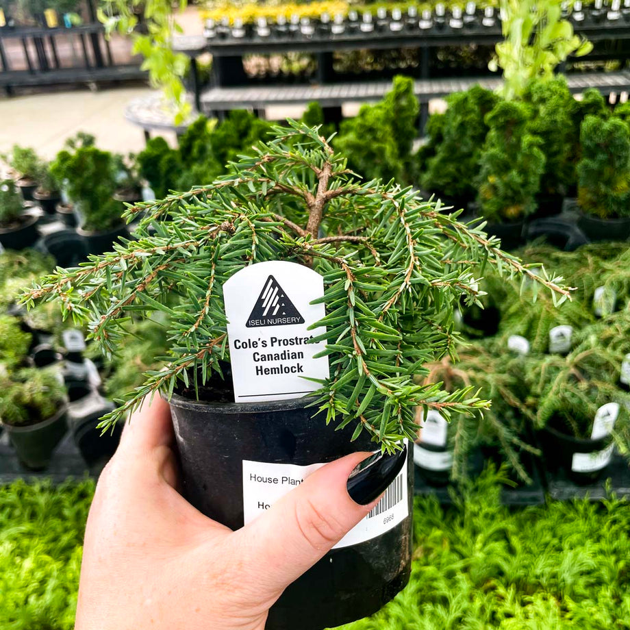 hemlock bonsai tree Cole's Prostrate Canadian Hemlock, Bonsai Starter Plant – Southern Idaho  Landscape Center