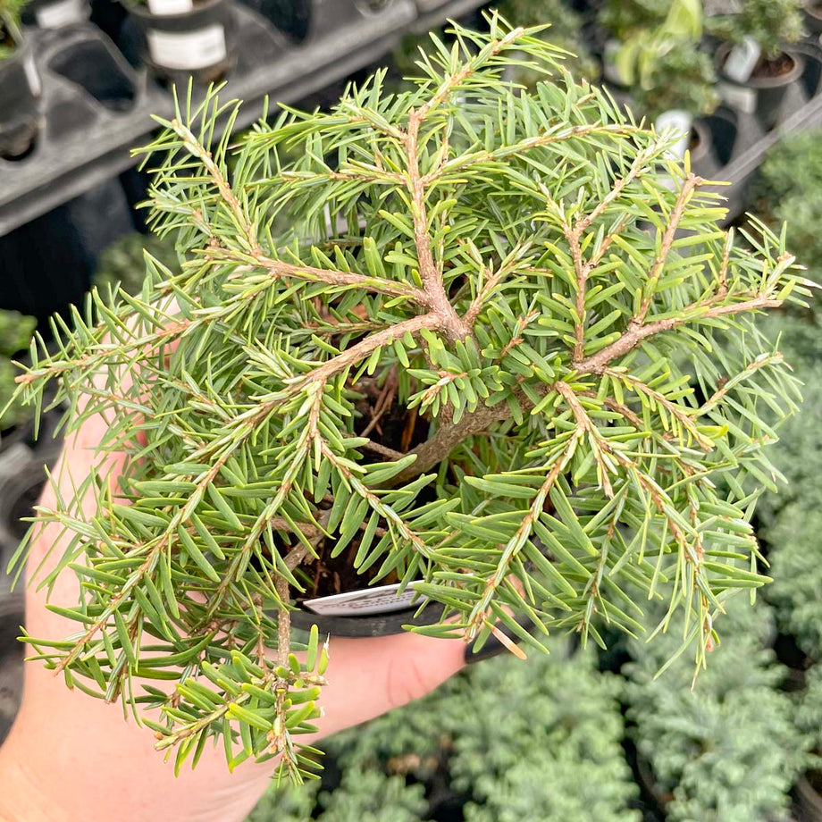 Cole's Prostrate Canadian Hemlock, Bonsai Starter Plant – Southern