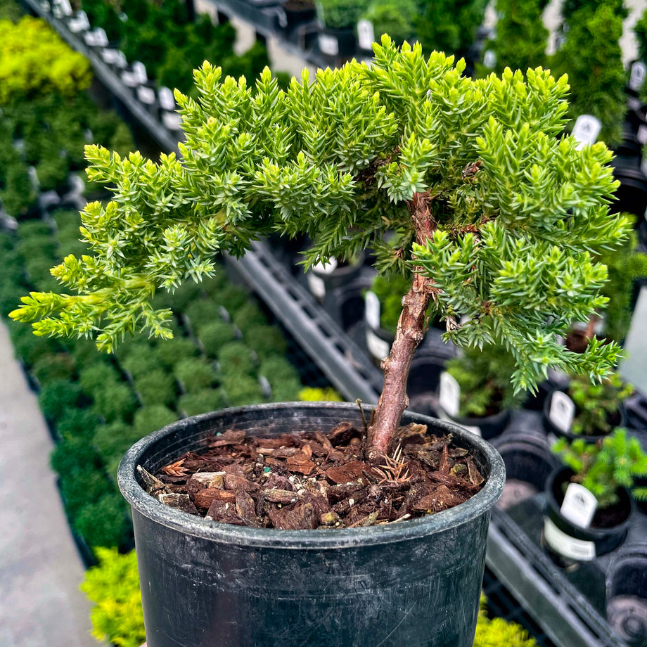 Dwarf Japanese Garden Juniper
