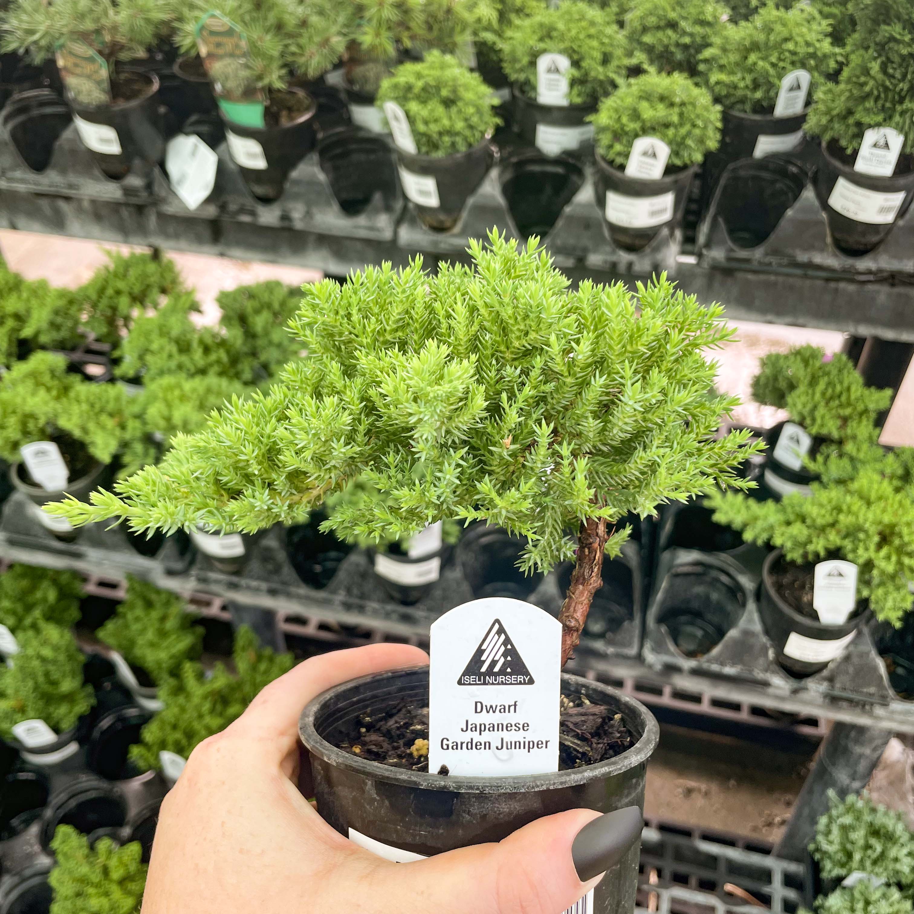 rock juniper bonsai tree indoor care Dwarf Japanese Garden Juniper