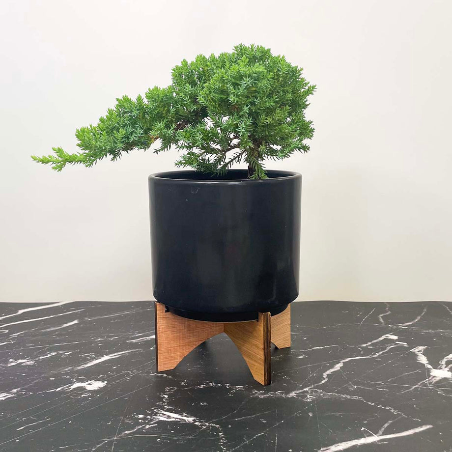 are juniper bonsai trees indoor Dwarf Japanese Garden Juniper