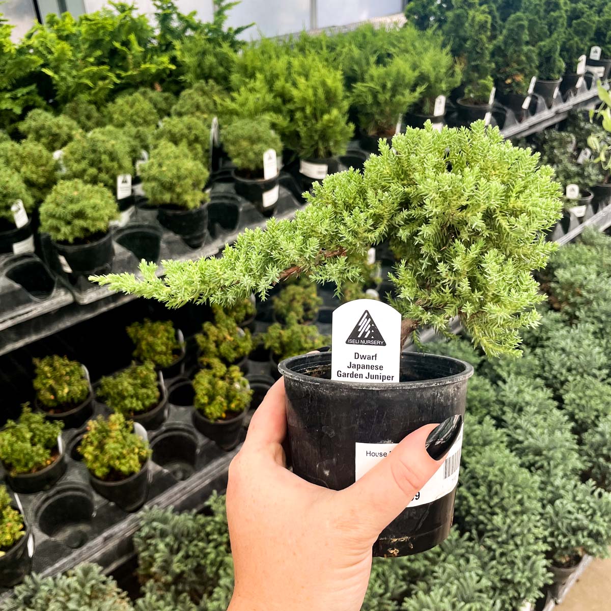 japanese garden plants in pots Dwarf Japanese Garden Juniper