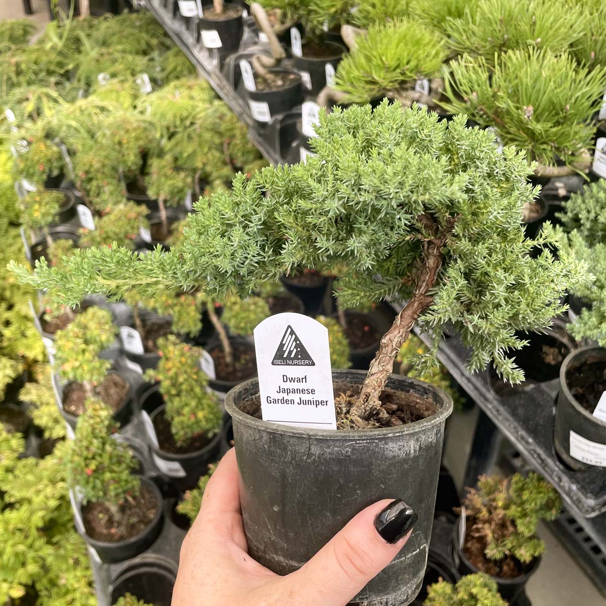 juniper bonsai tree starter kit Dwarf Japanese Garden Juniper