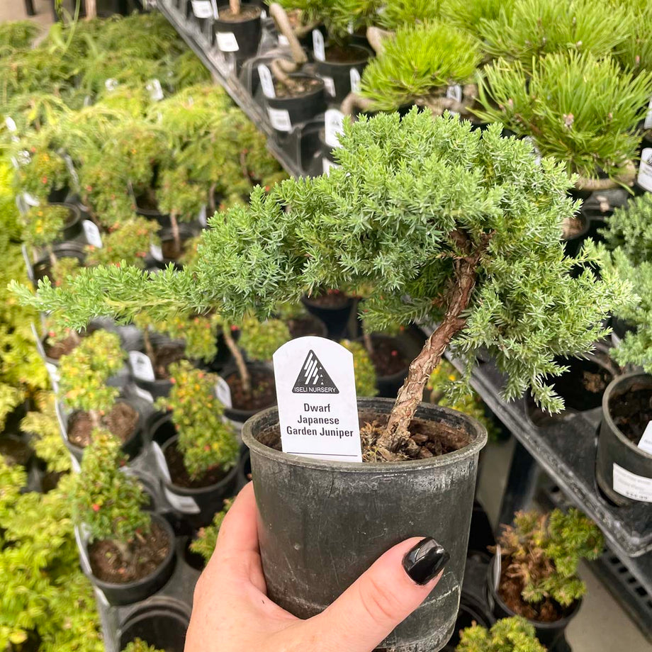 Dwarf Japanese Garden Juniper