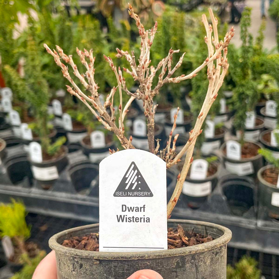 wisteria bonsai tree for sale near me Hime Fuji Dwarf Wisteria Vine
