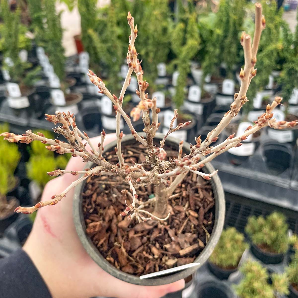 wisteria tree bonsai for sale Hime Fuji Dwarf Wisteria Vine