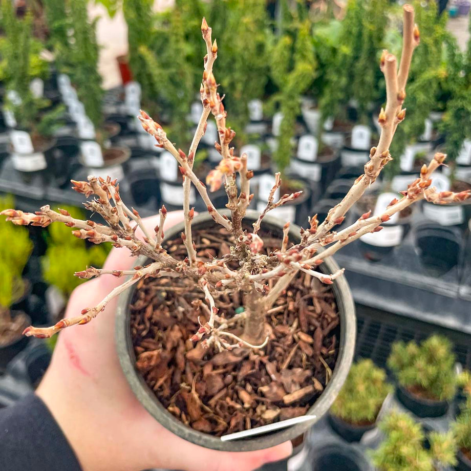 wisteria bonsai anzucht Hime Fuji Dwarf Wisteria Vine