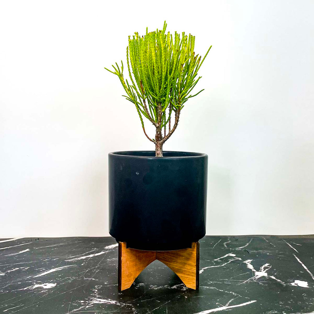 Franky Boy Arborvitae - Live Bonsai Starter, 4” Grower's Pot
