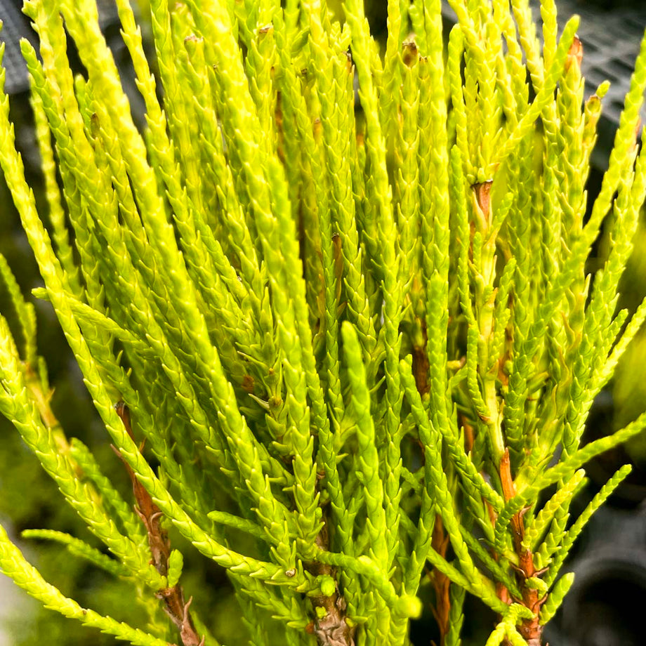 Franky Boy Arborvitae - Live Bonsai Starter, 4” Grower's Pot