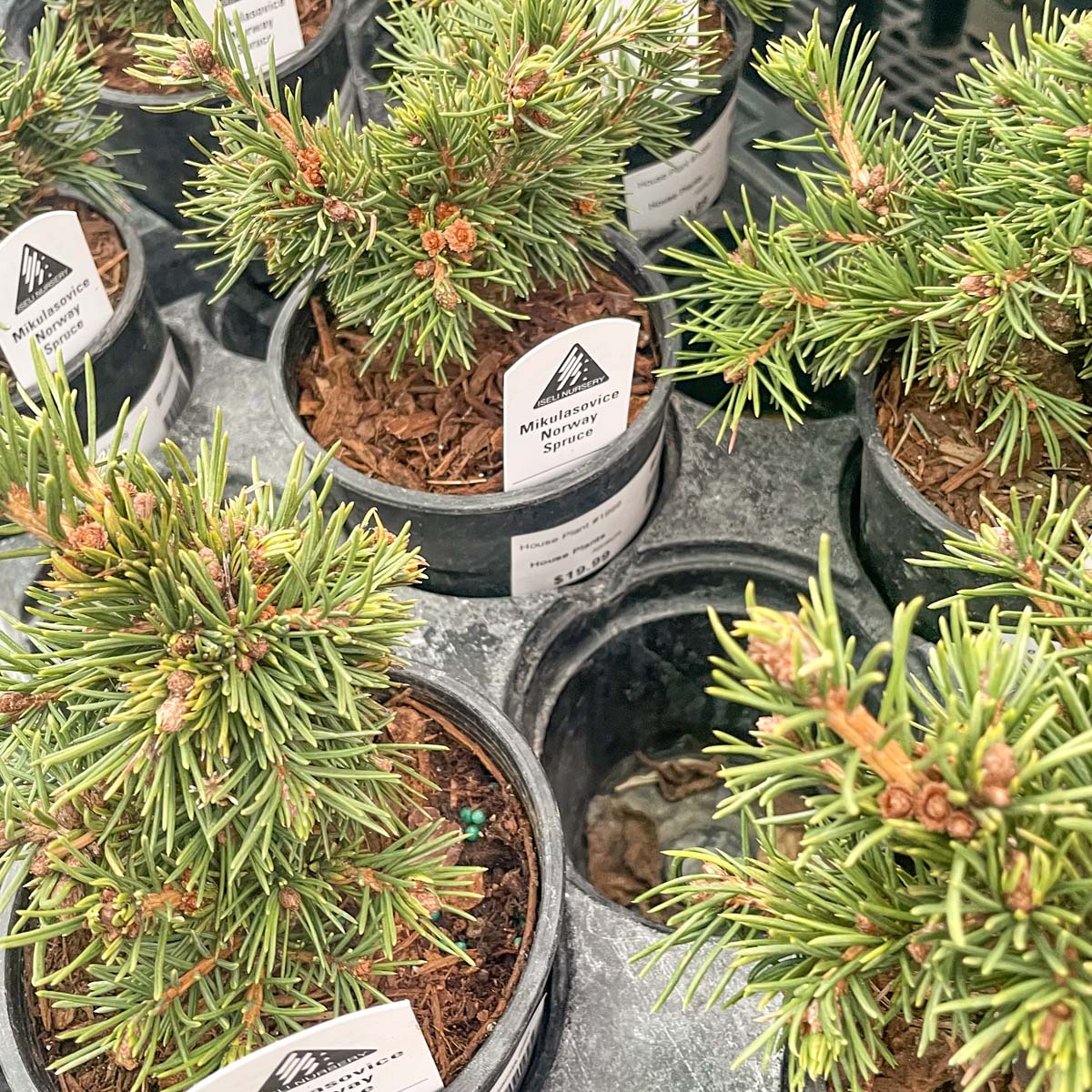 norway spruce bonsai tree Mikulasovice Norway Spruce