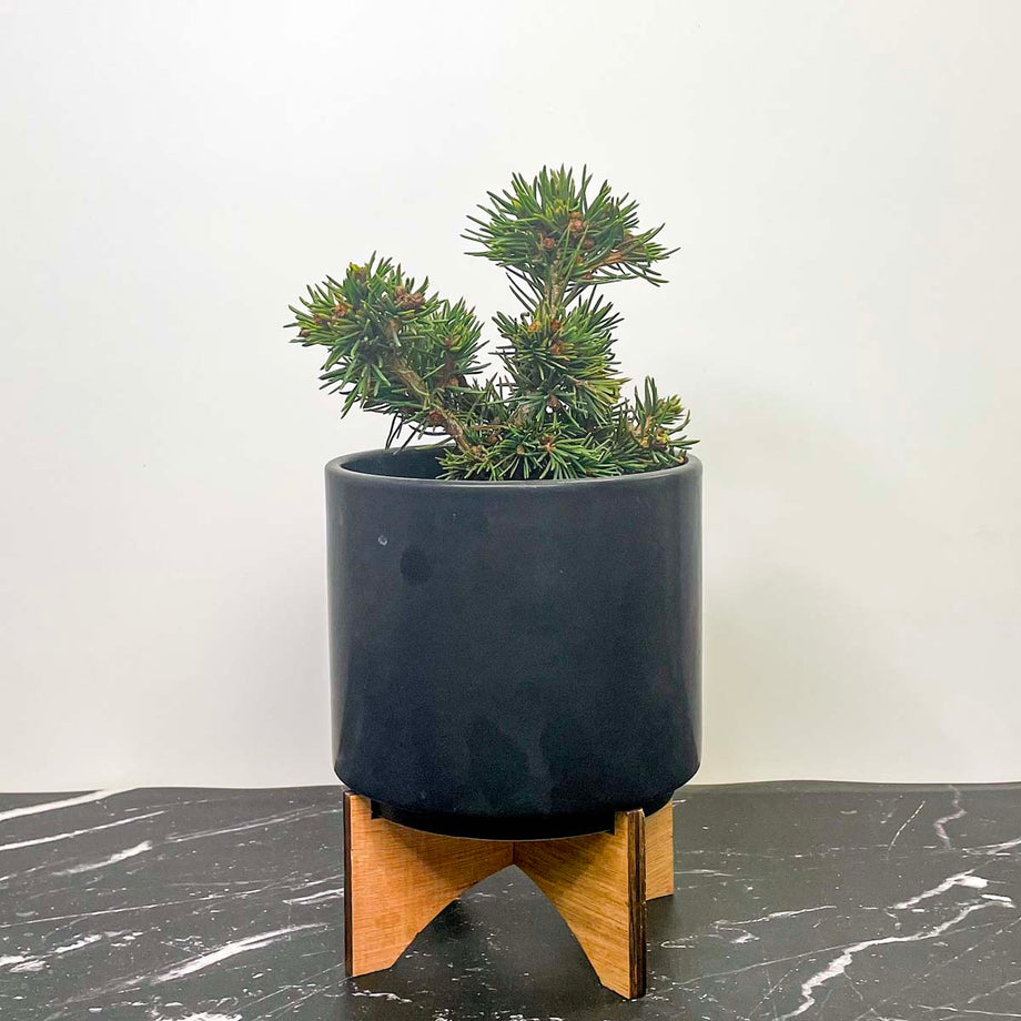 Mikulasovice Norway Spruce - Live Bonsai Starter, 4” Grower's Pot