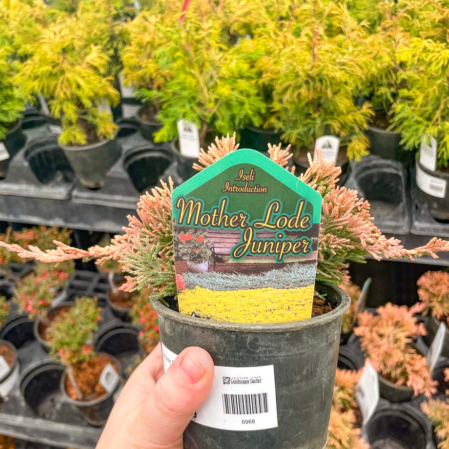 bonsai lodder Mother Lode Juniper
