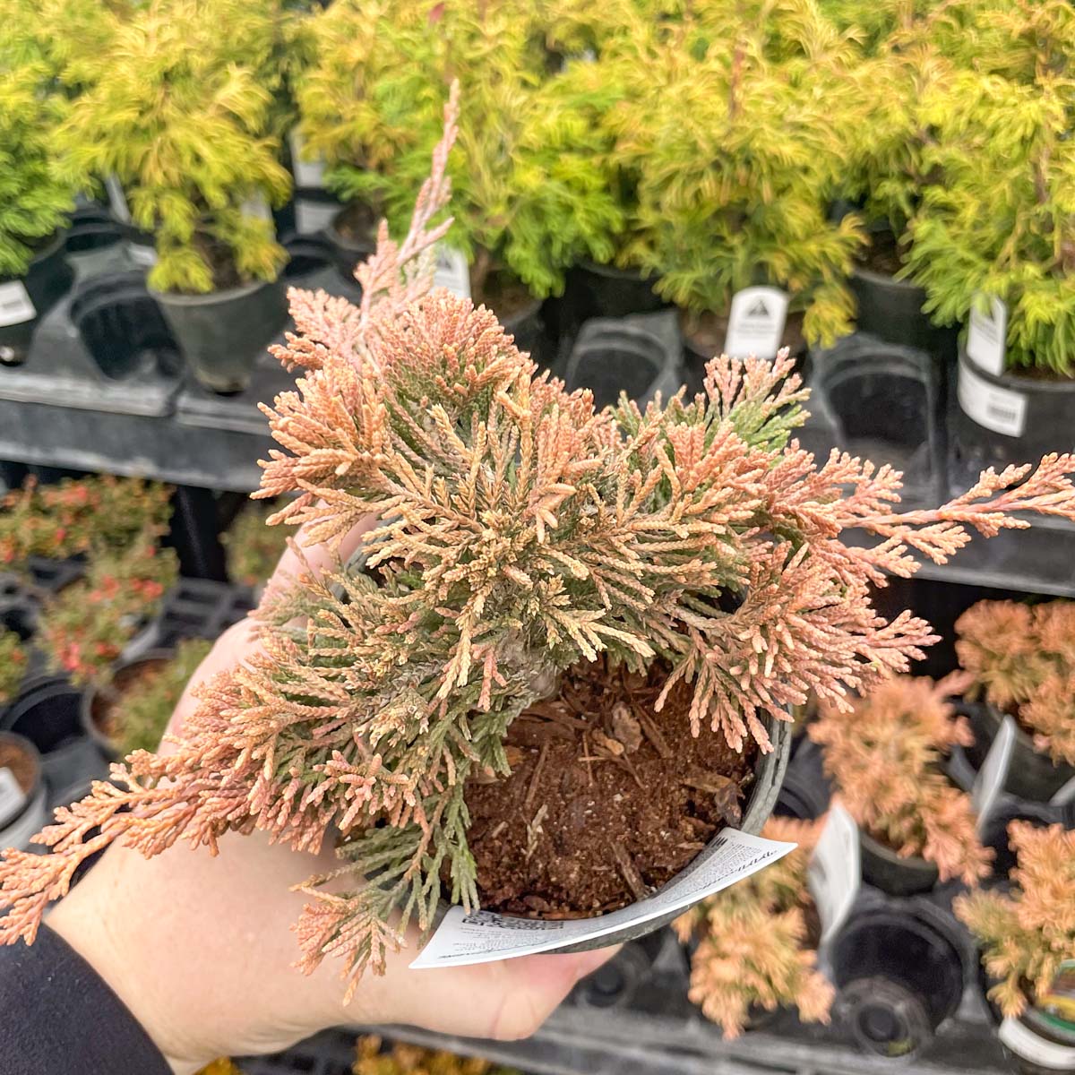 juniper house plant Mother Lode Juniper